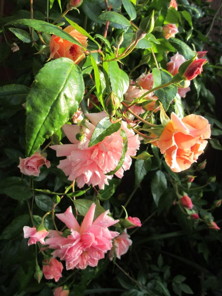  photo IMG_1165_zps43972dee.jpg