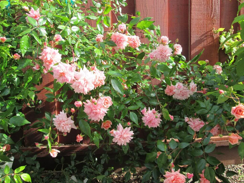  photo IMG_1190_zps4f56d07d.jpg