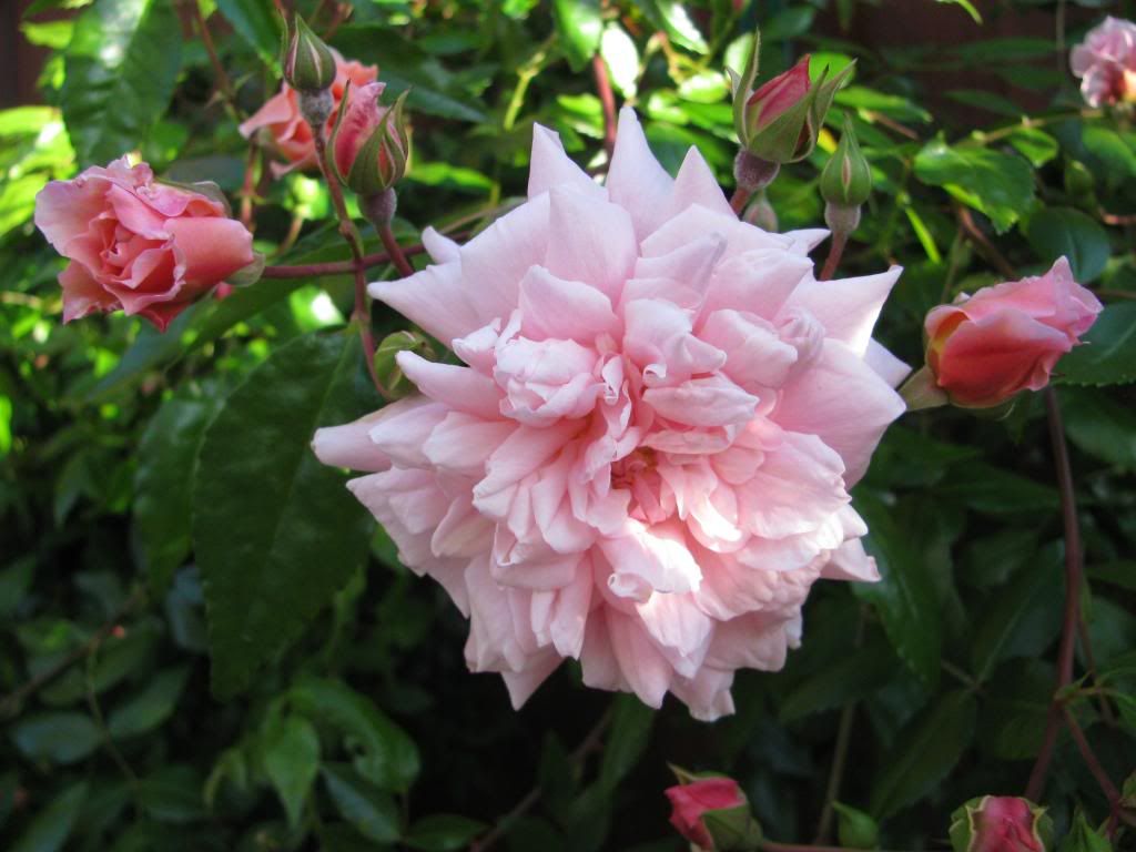  photo IMG_6721_zps7223c70f.jpg