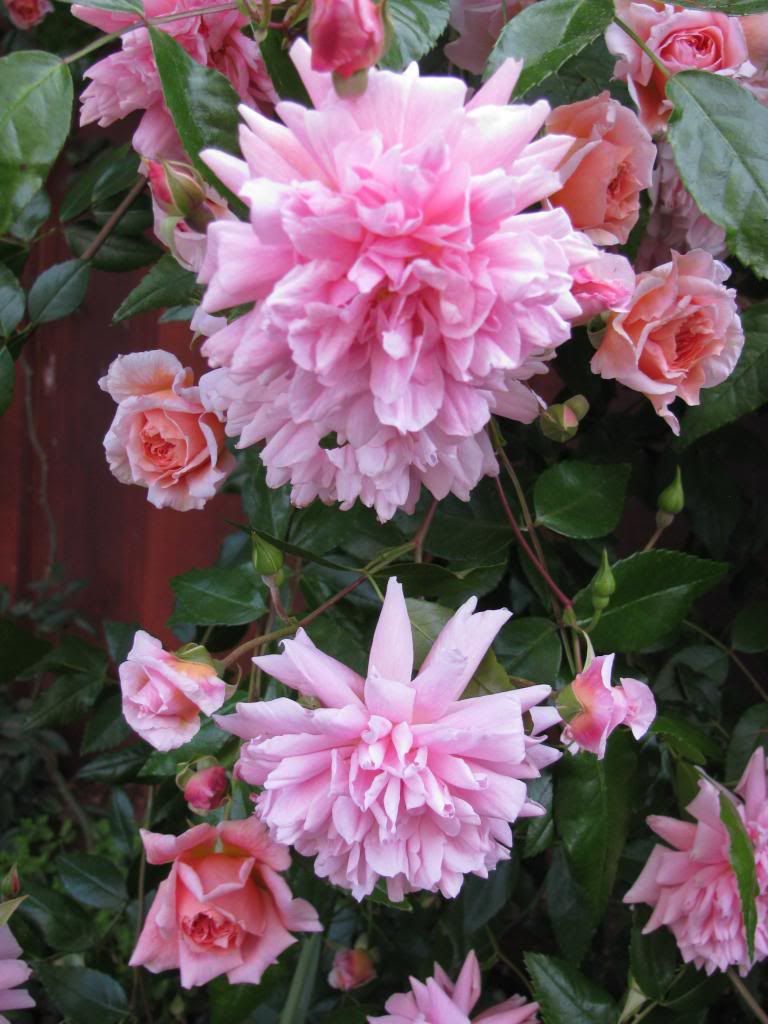  photo IMG_6961_zps7ca831c2.jpg