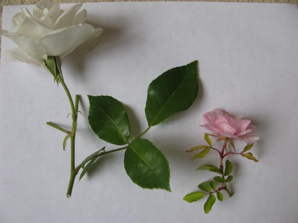  photo IMG_6963_zps6dadaf5e.jpg