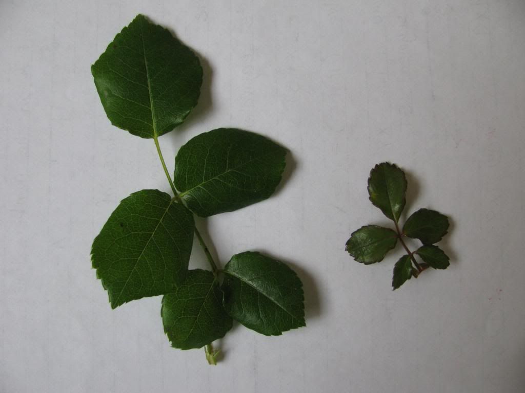  photo IMG_6964_zpsc99d5ac9.jpg