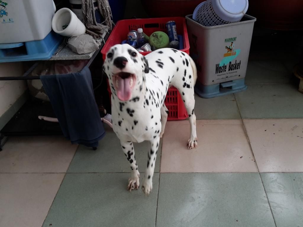 Bán chó Đốm cái 7 tháng tuổi. - 4