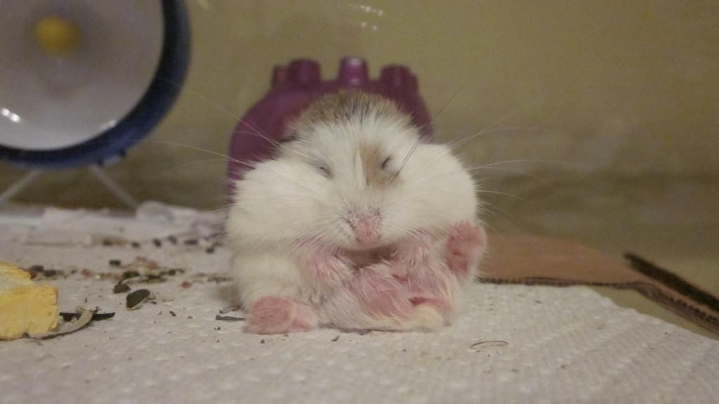male dwarf hamster