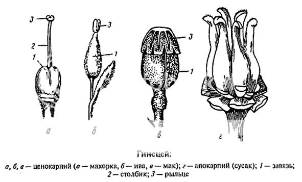 Гинецей астрахань