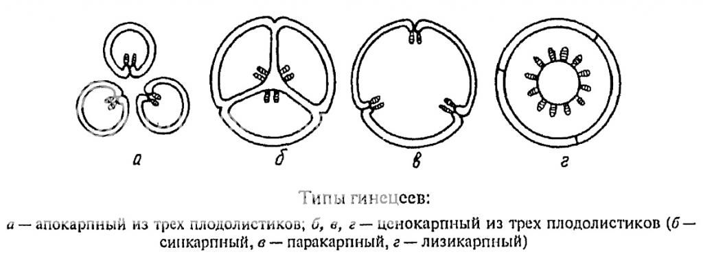 Голосеменные схема плодолистиков